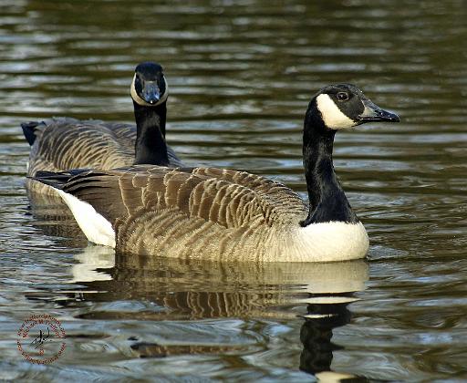 Canada Goose 9R005D-055.JPG